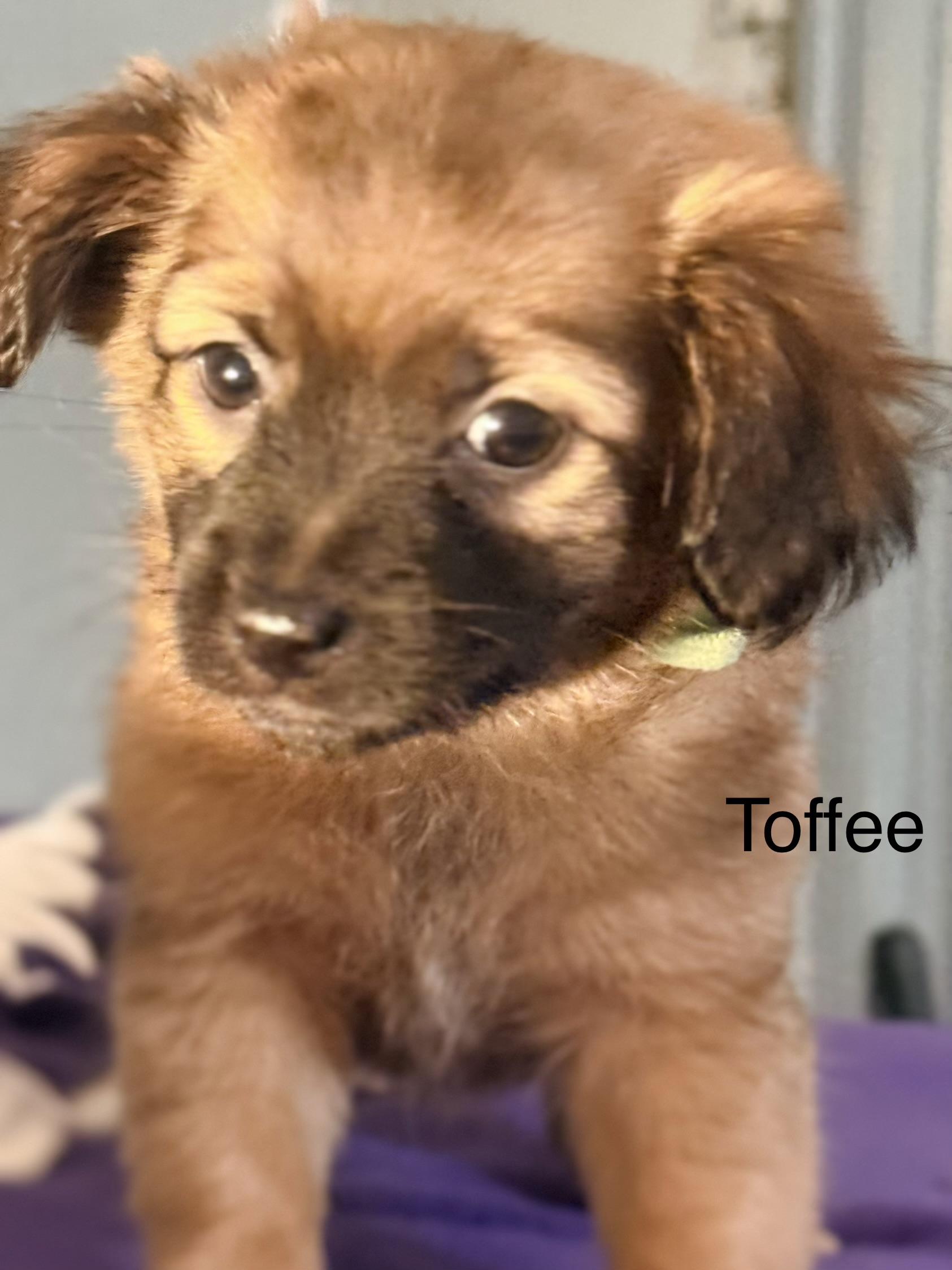 Enlarge Toffee, a ADOPTABLE mixed breed in valley springs, CA image 1/2