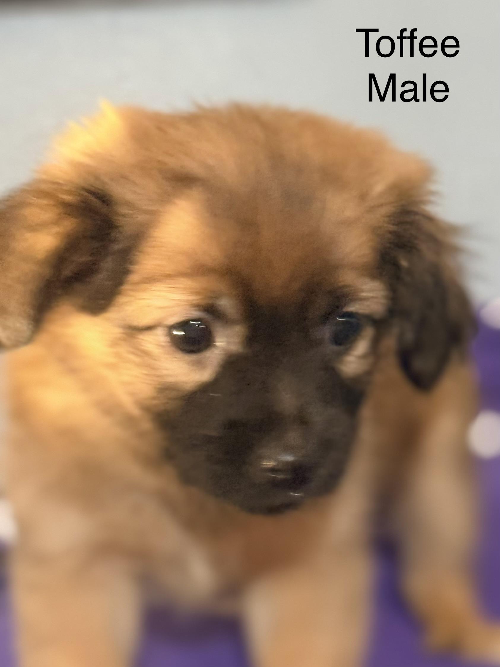 Enlarge Toffee, a ADOPTABLE mixed breed in valley springs, CA image 2/2