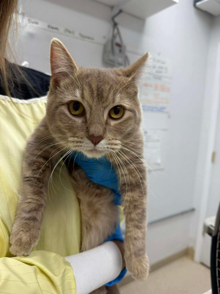 Tie Dye, Adoptable, Young Female Domestic Short Hair.