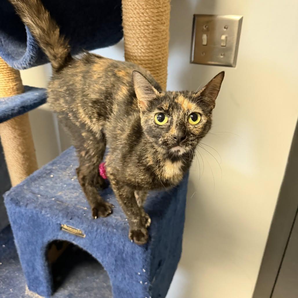 Nettie, ADOPTABLE, Adult Female Domestic Short Hair.