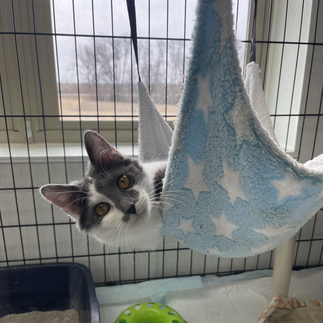 Enlarge Brie, a Adoptable Domestic Short Hair in Canton, IL image 1/6