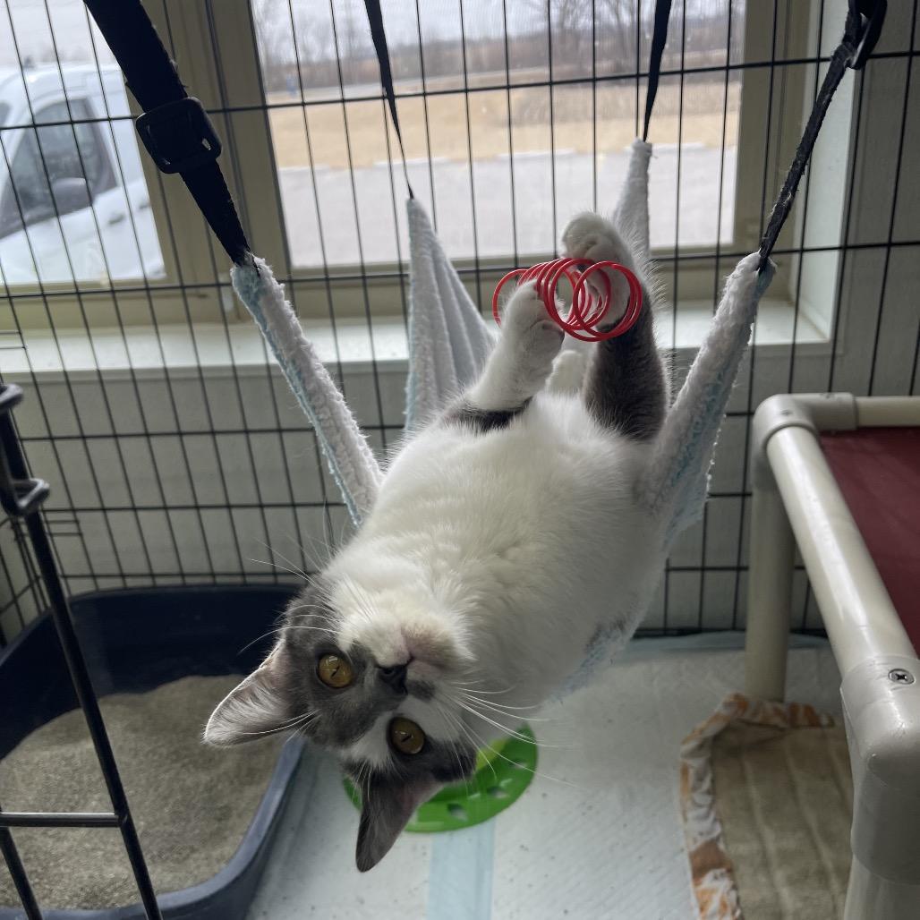 Enlarge Brie, a Adoptable Domestic Short Hair in Canton, IL image 2/6