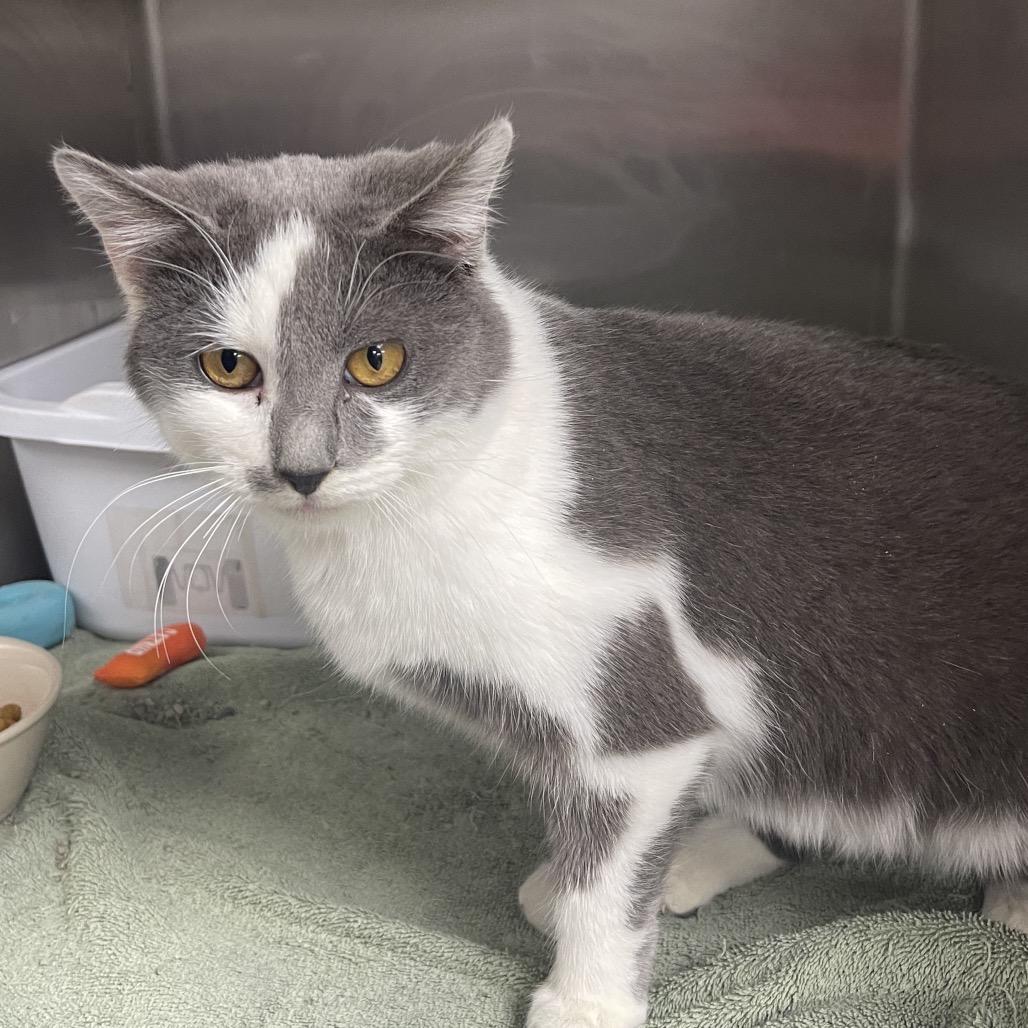 Enlarge Brie, a Adoptable Domestic Short Hair in Canton, IL image 3/6