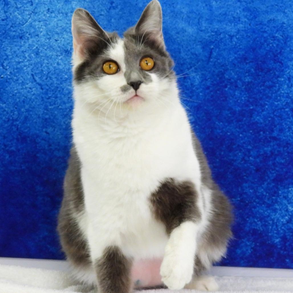 Enlarge Brie, a Adoptable Domestic Short Hair in Canton, IL image 4/6