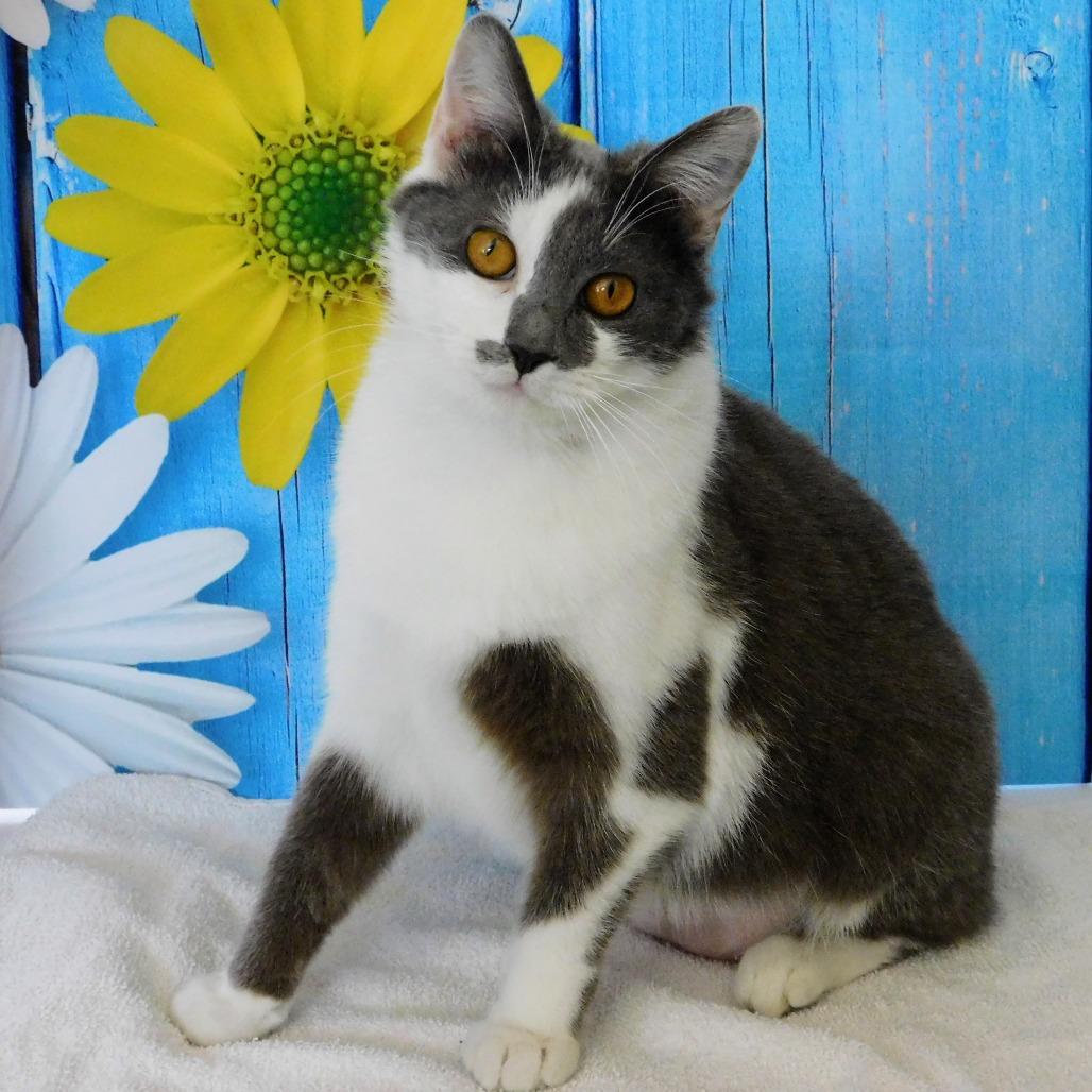 Enlarge Brie, a Adoptable Domestic Short Hair in Canton, IL image 5/6