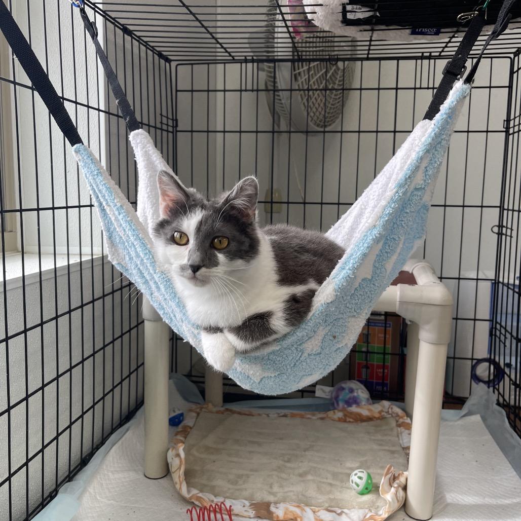 Enlarge Brie, a Adoptable Domestic Short Hair in Canton, IL image 6/6