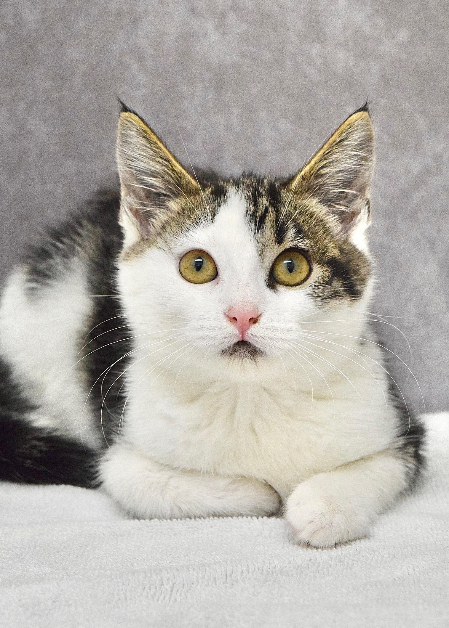 Elle, ADOPTABLE, Kitten Female Domestic Short Hair.