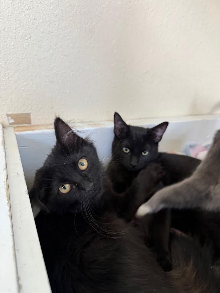 Bisque, an adoptable Domestic Medium Hair in Ridgway, CO, 81432 | Photo Image 3