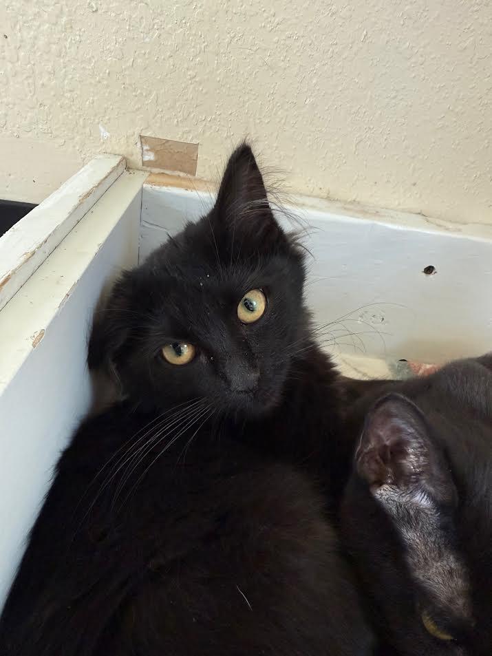 Bisque, an adoptable Domestic Medium Hair in Ridgway, CO, 81432 | Photo Image 2
