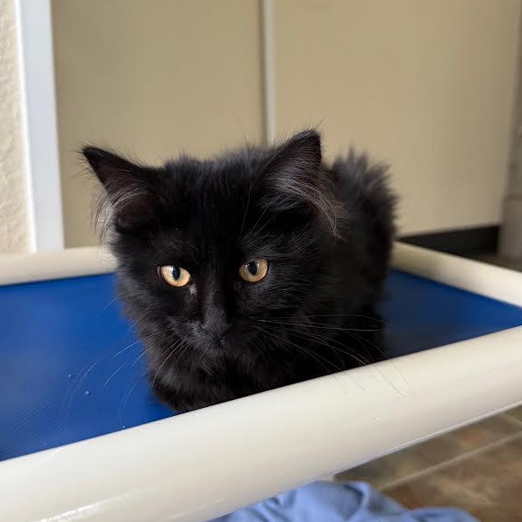 Bisque, an adoptable Domestic Medium Hair in Ridgway, CO, 81432 | Photo Image 1