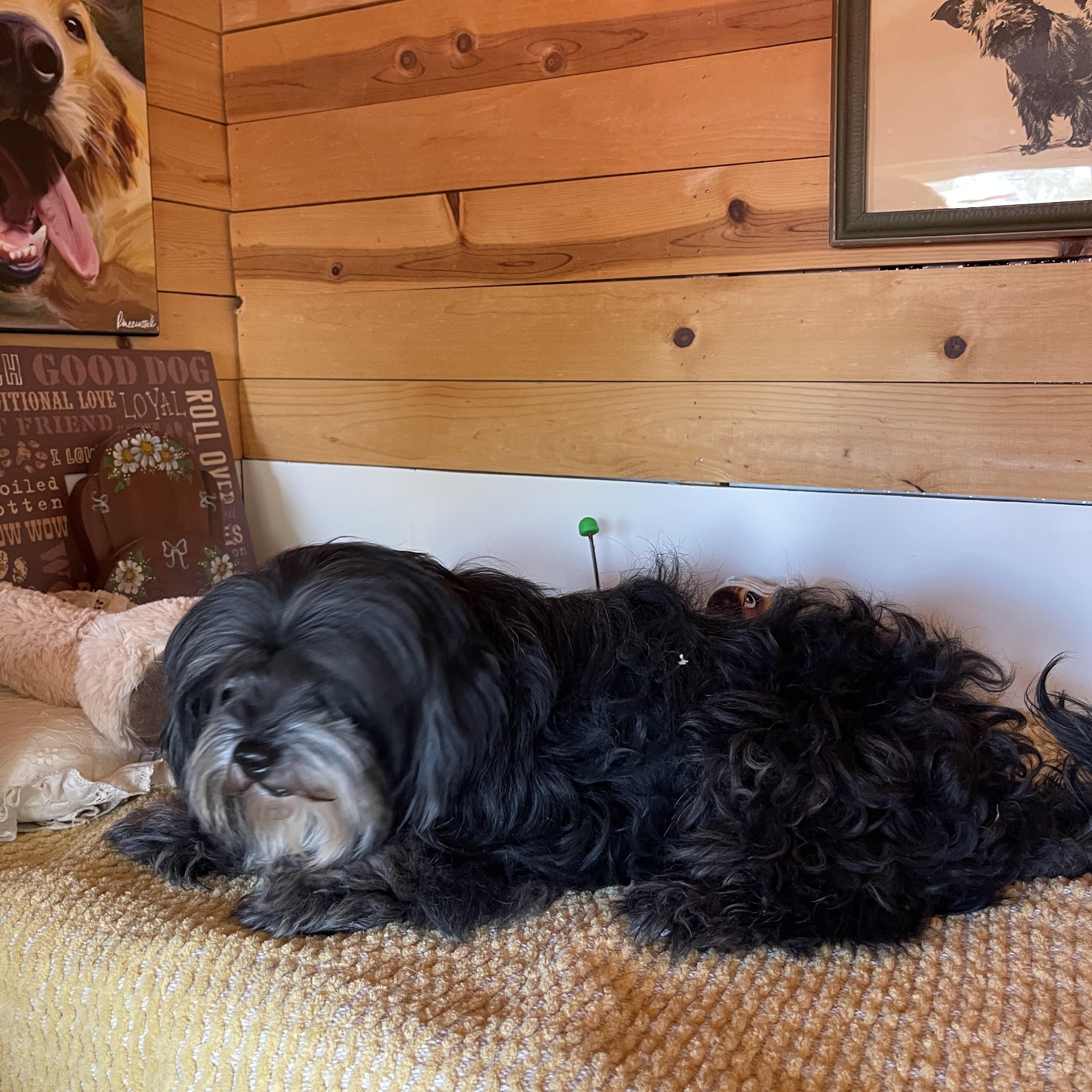 Shadow, a ADOPTABLE Cockapoo in Vacaville, CA image 5/5