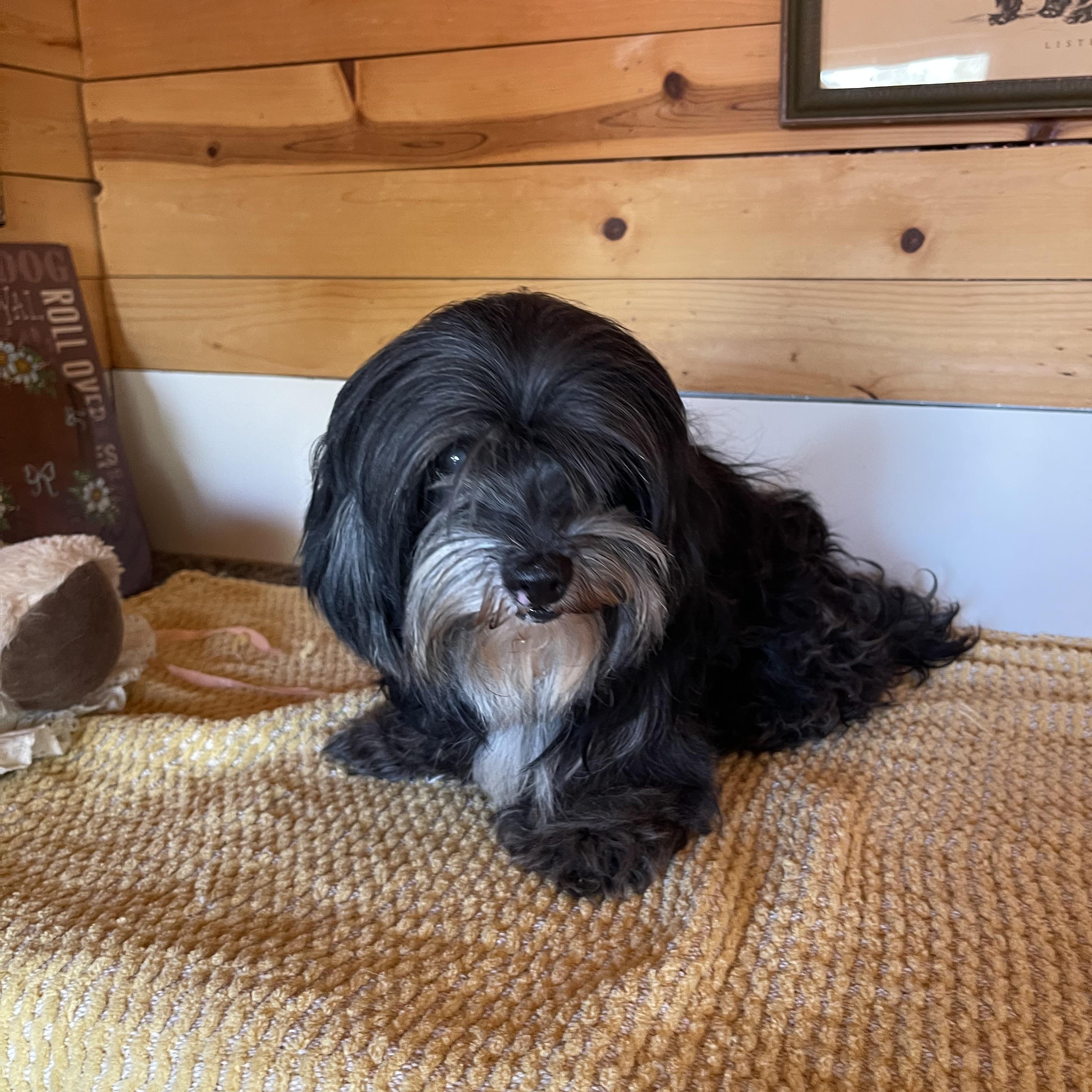 Shadow, a ADOPTABLE Cockapoo in Vacaville, CA image 1/5