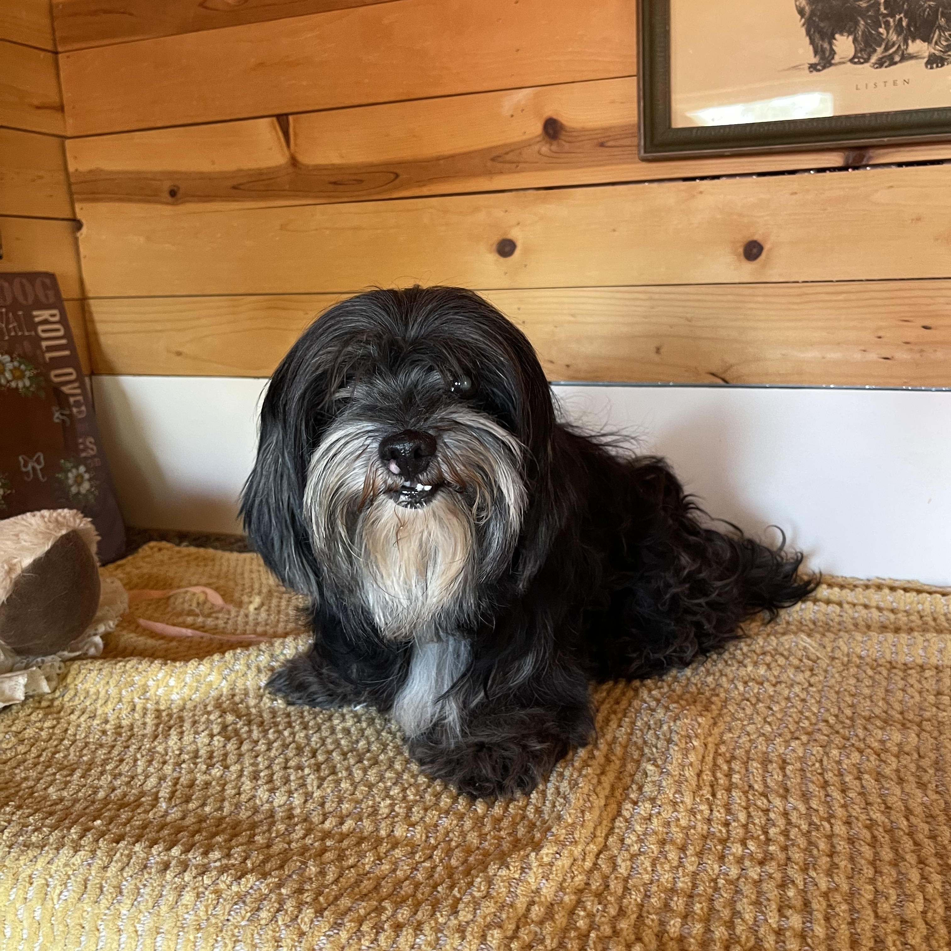 Shadow, a ADOPTABLE Cockapoo in Vacaville, CA image 3/5