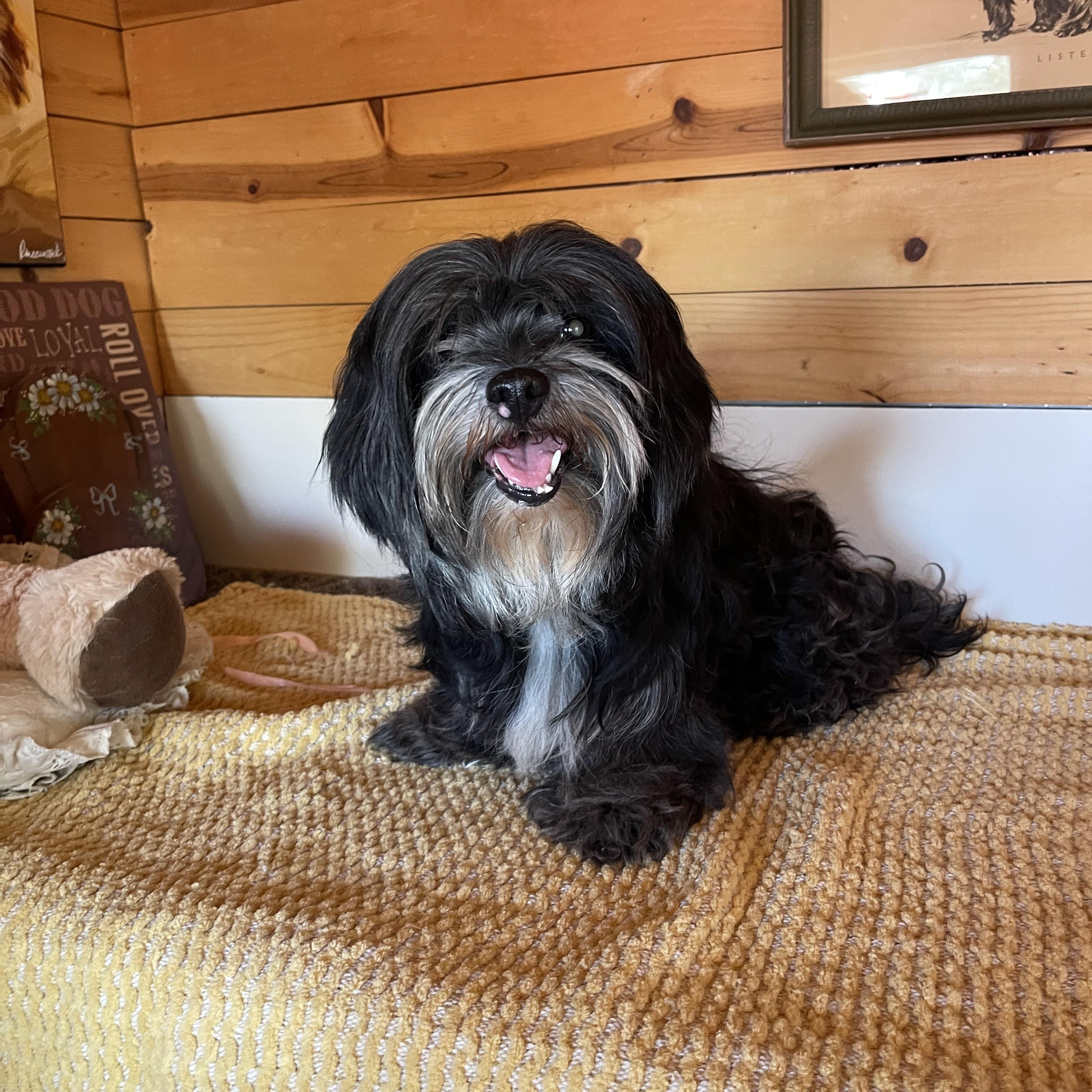 Shadow, a ADOPTABLE Cockapoo in Vacaville, CA image 4/5