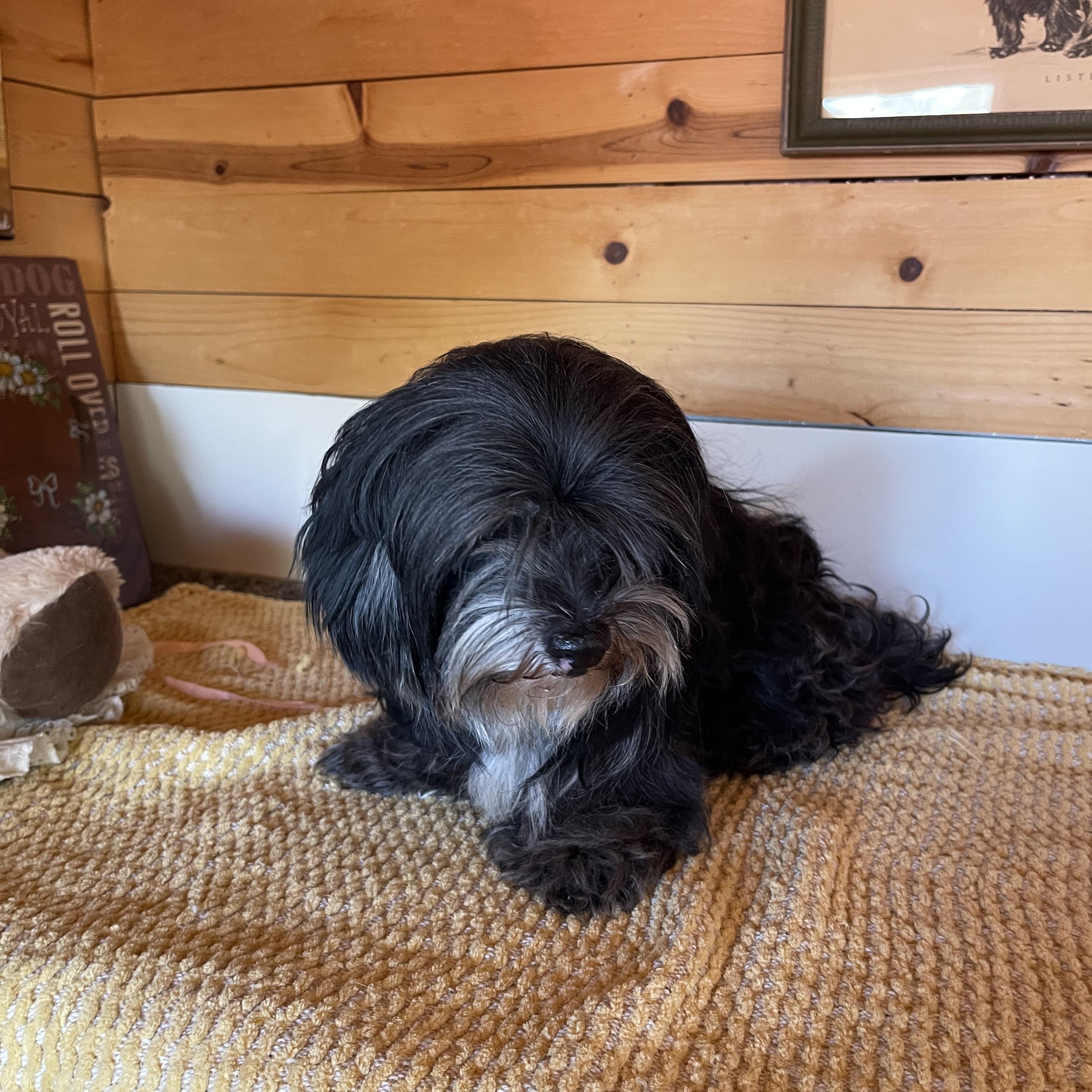Shadow, a ADOPTABLE Cockapoo in Vacaville, CA image 2/5