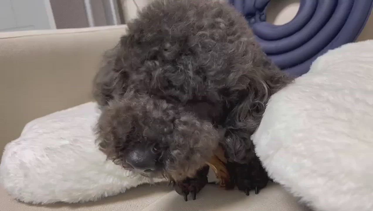 Enlarge July , a Adopted Poodle in West Hartford , CT video 6/11