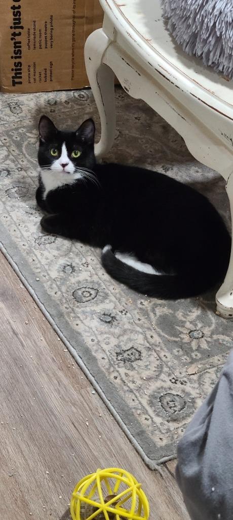 Enlarge Figara, a Adoptable mixed breed in Pawtucket, RI image 2/6