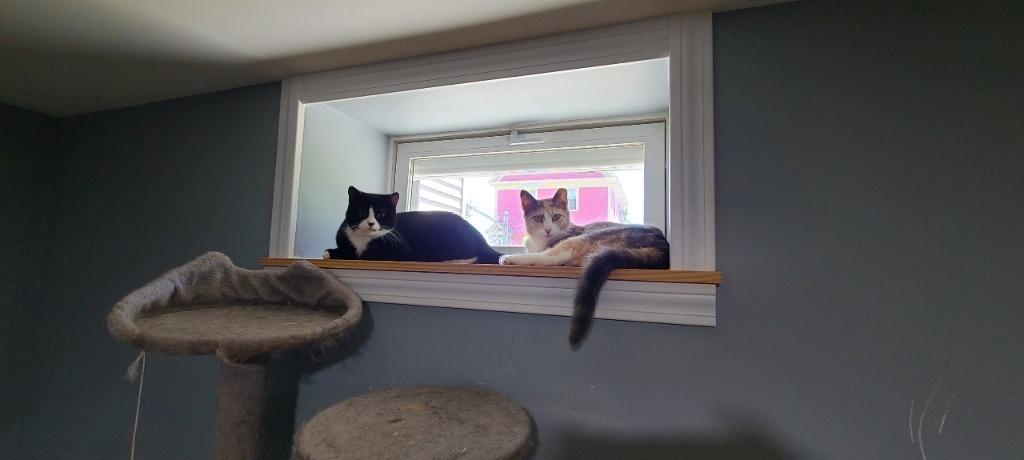 Enlarge Figara, a Adoptable mixed breed in Pawtucket, RI image 3/6