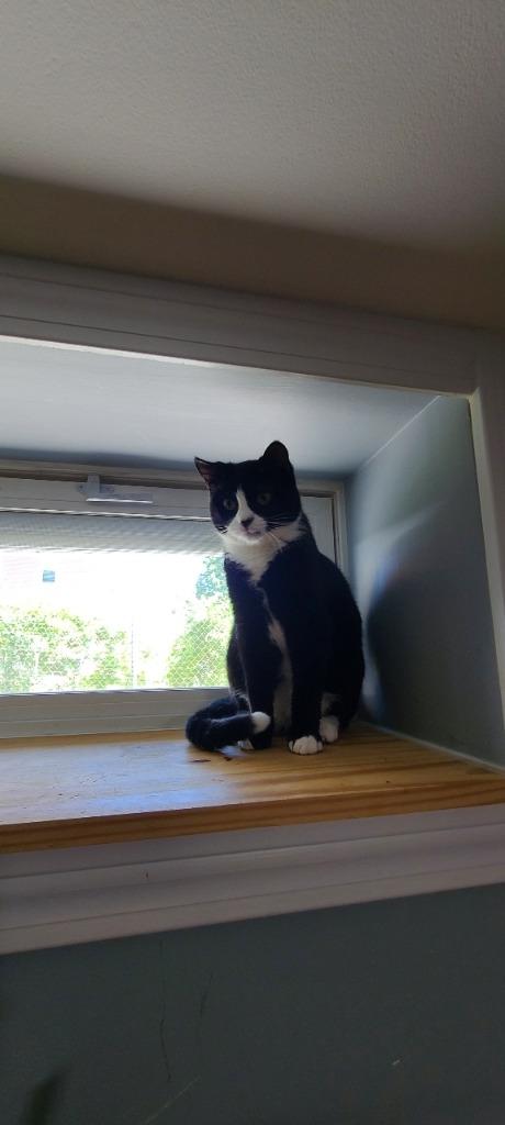 Enlarge Figara, a Adoptable mixed breed in Pawtucket, RI image 4/6