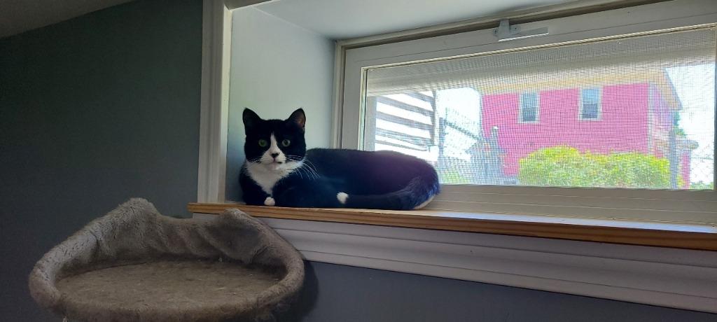 Enlarge Figara, a Adoptable mixed breed in Pawtucket, RI image 5/6