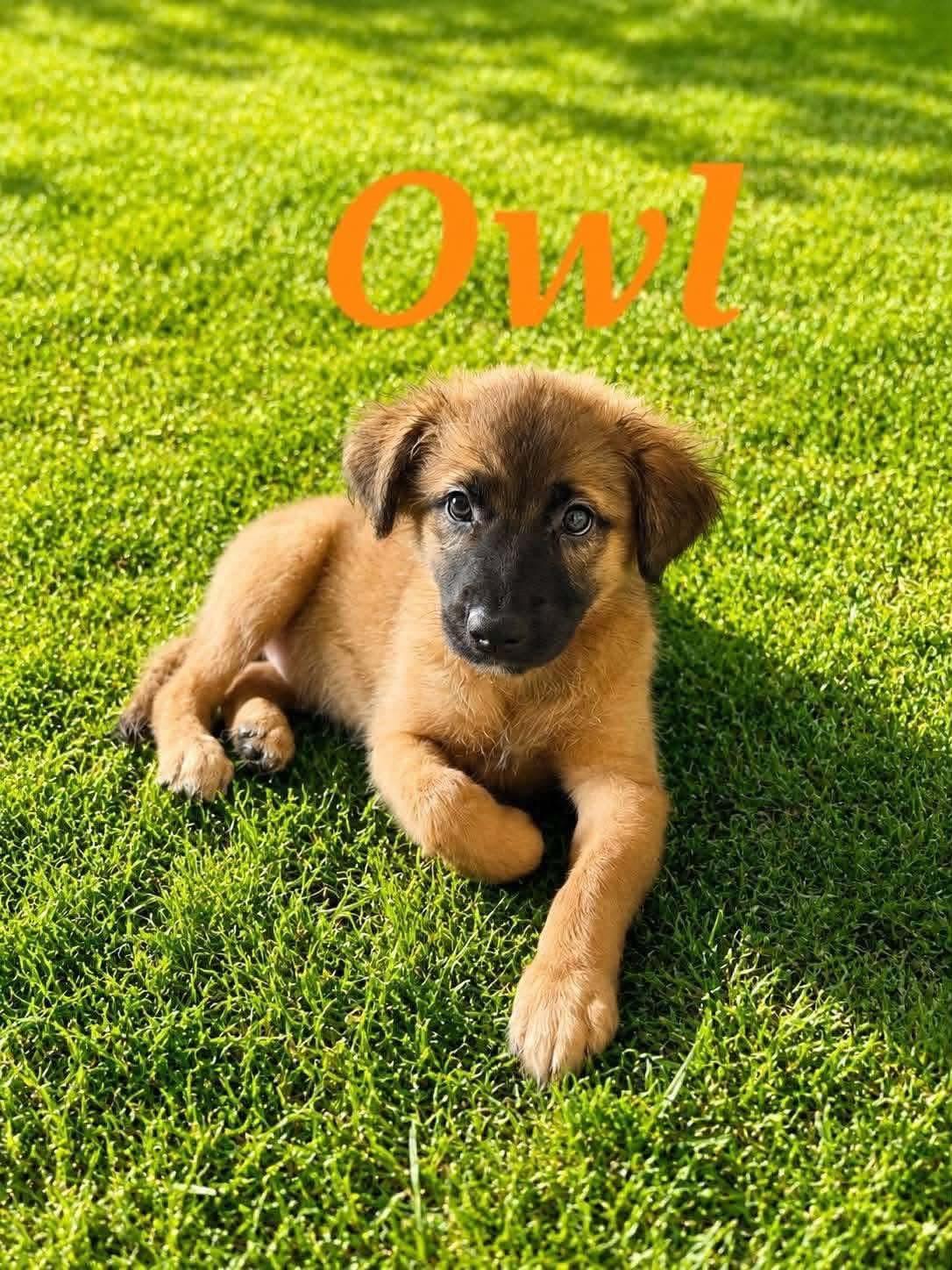 Owl, ADOPTABLE, Puppy Female Australian Cattle Dog / Blue Heeler & Labrador Retriever.