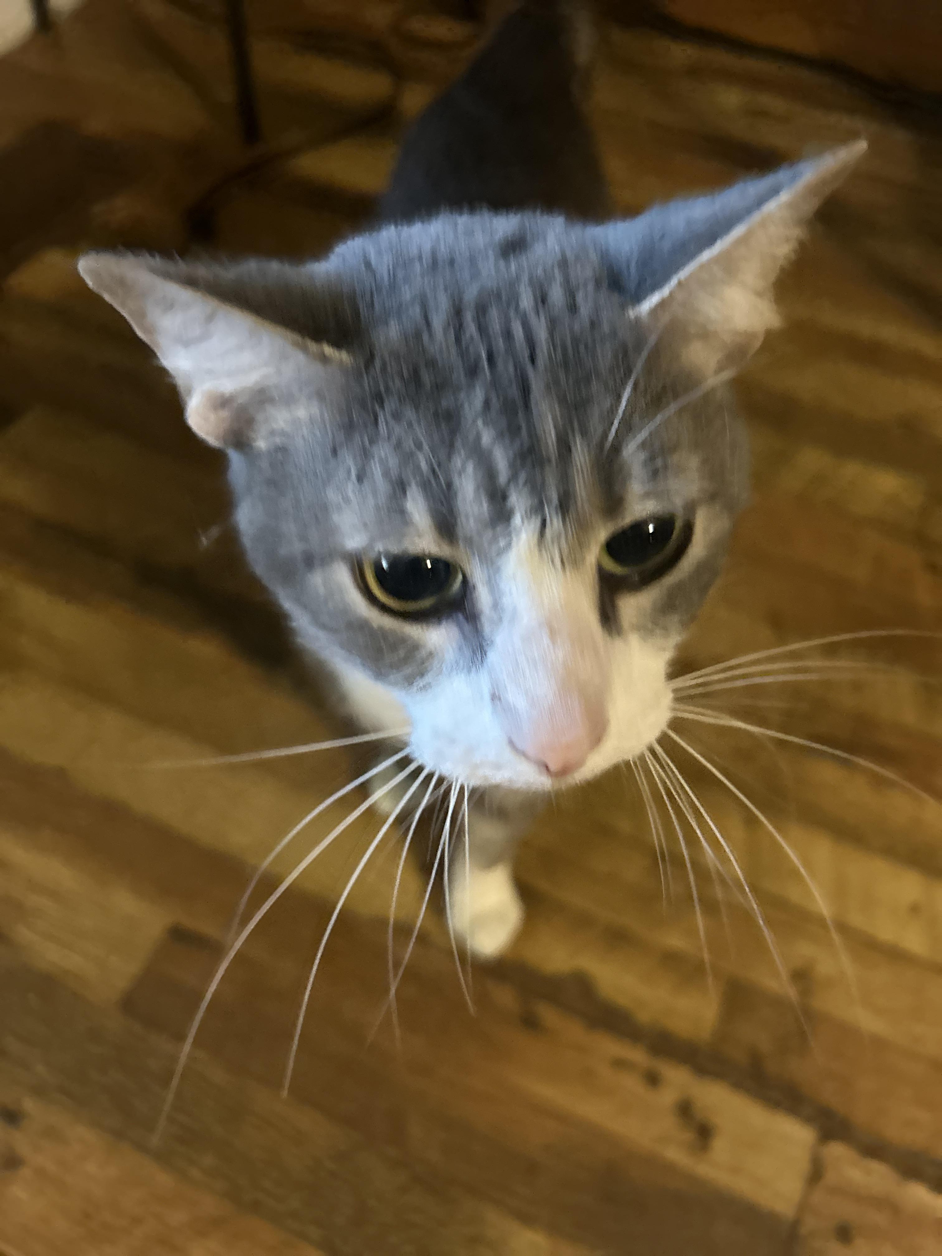 Mario, Adoptable, Young Male Domestic Short Hair.