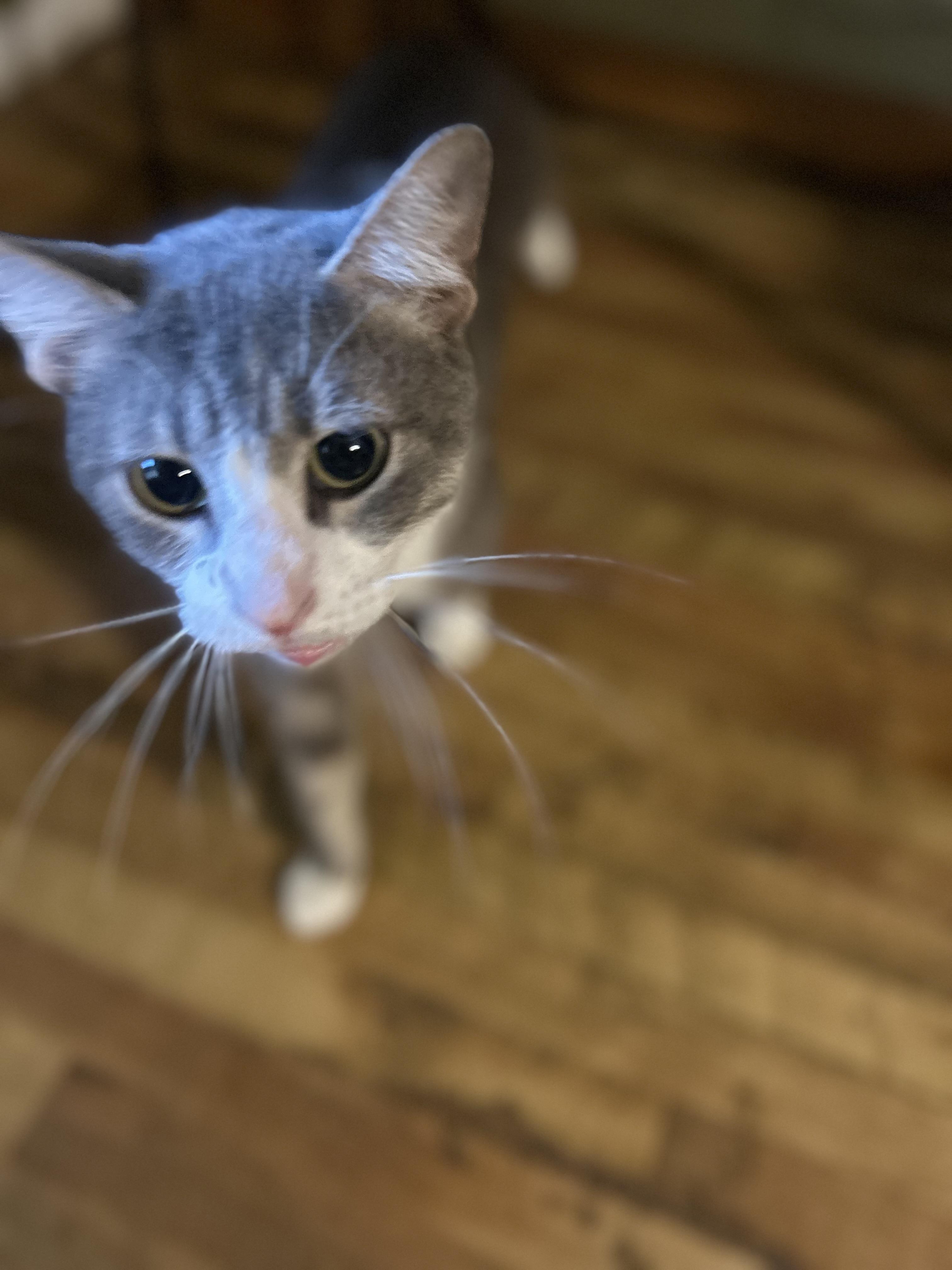 Enlarge Mario, a Adoptable Domestic Short Hair in Greenfield, TN image 2/4