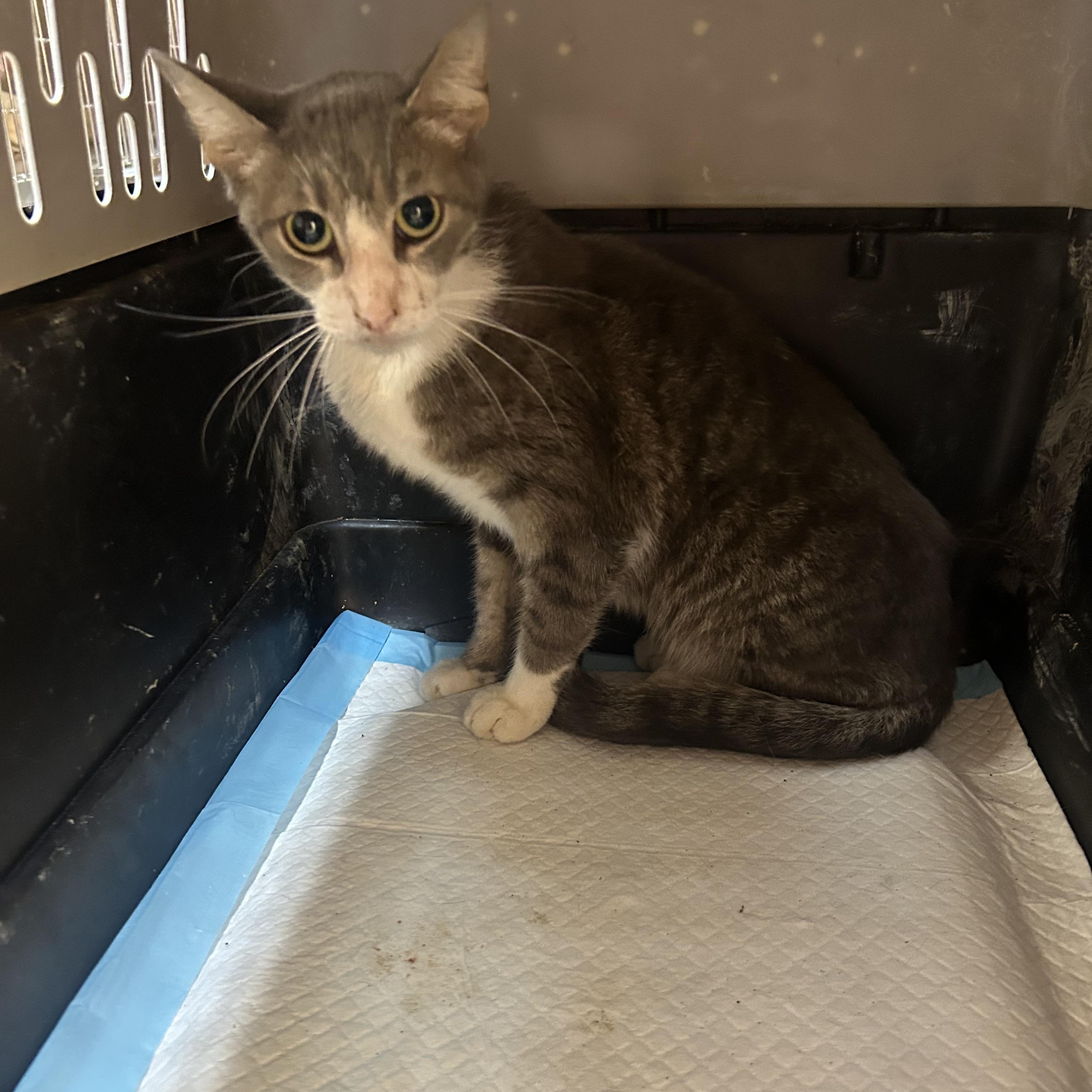 Enlarge Mario, a Adoptable Domestic Short Hair in Greenfield, TN image 3/4