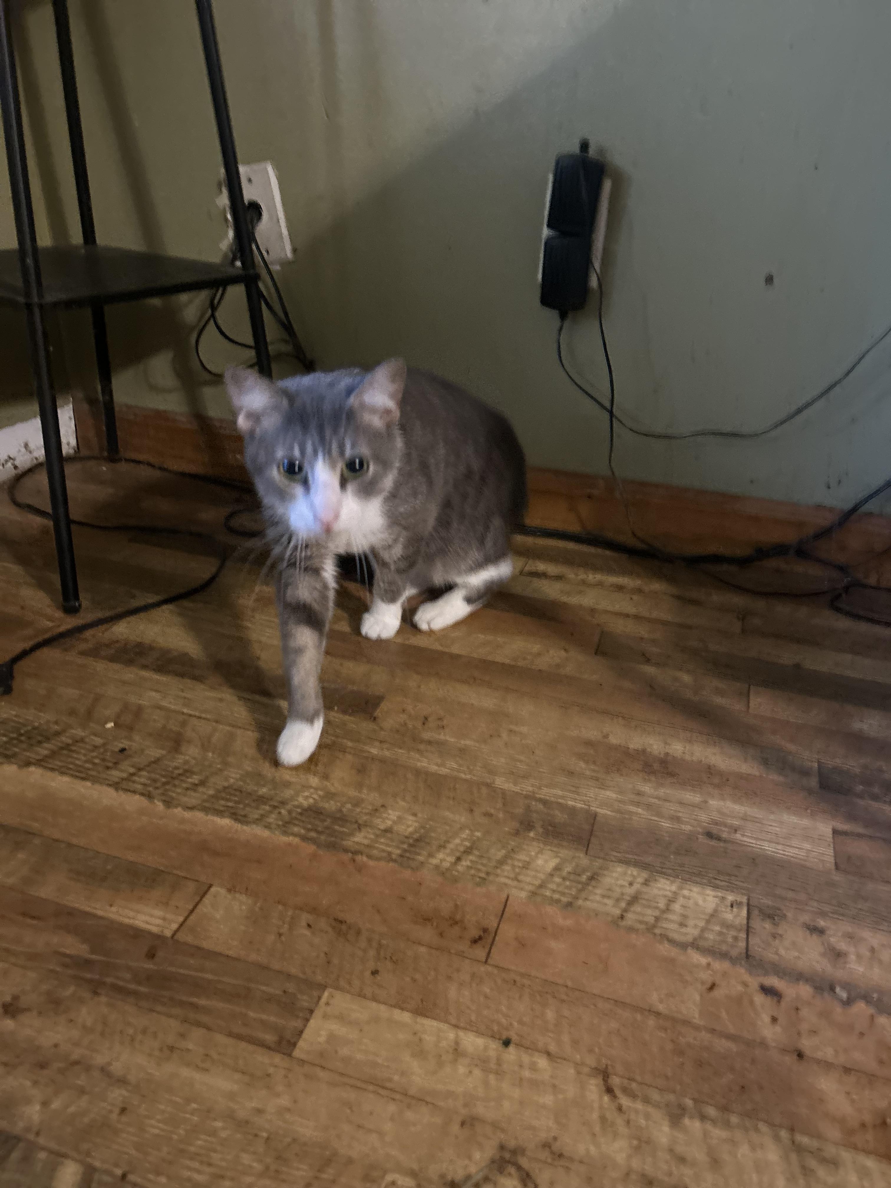 Mario, Adoptable, Young Male Domestic Short Hair.