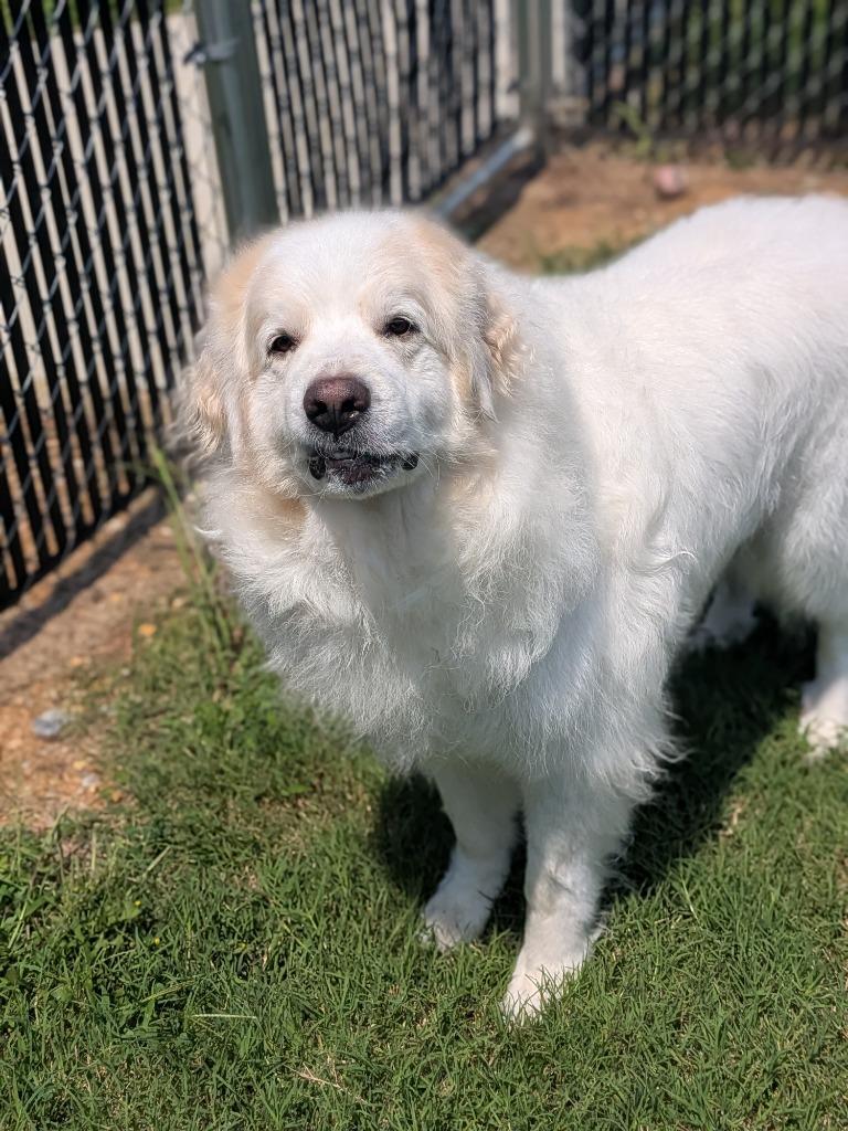Woofie, Adoptable, Adult Female Great Pyrenees & Affenpinscher.