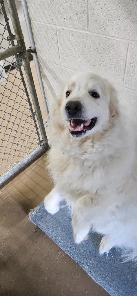 Enlarge Woofie, a Adoptable mixed breed in Springfield, TN image 2/4