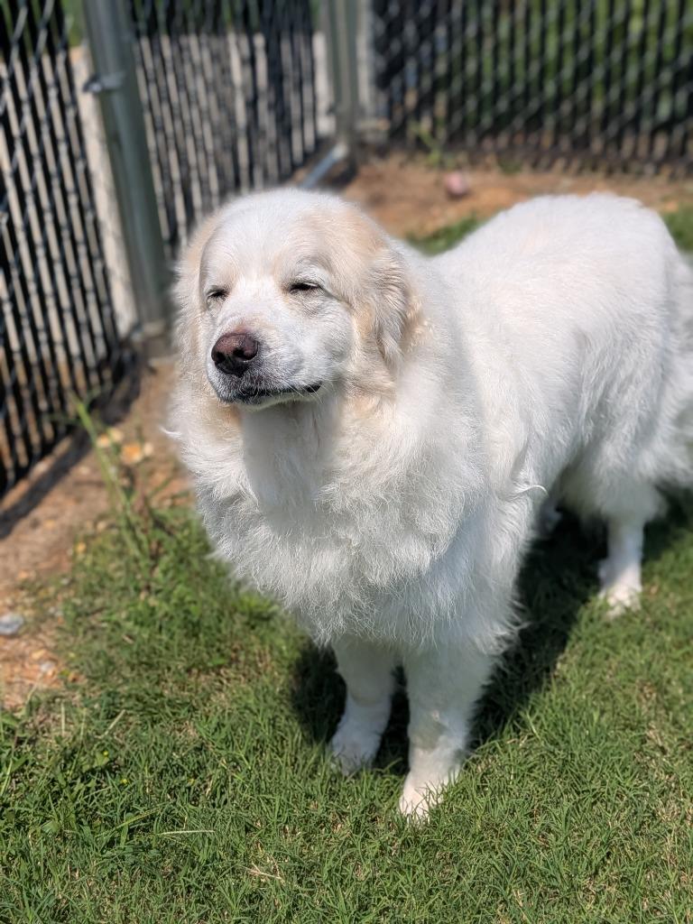 Enlarge Woofie, a Adoptable mixed breed in Springfield, TN image 3/4