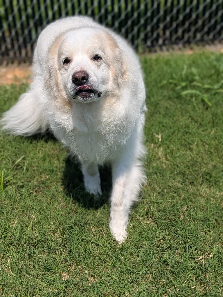 Enlarge Woofie, a Adoptable mixed breed in Springfield, TN image 4/4