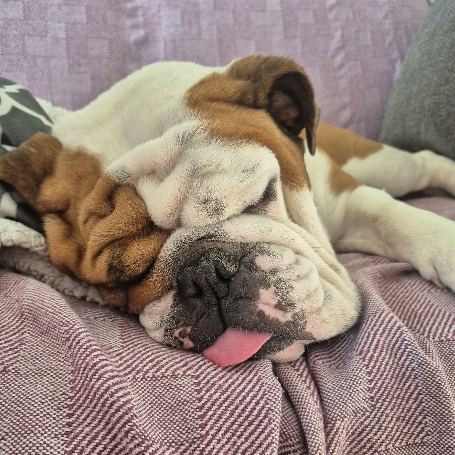 Enlarge Suzy, an adopted English Bulldog in Calgary, AB image 1/3