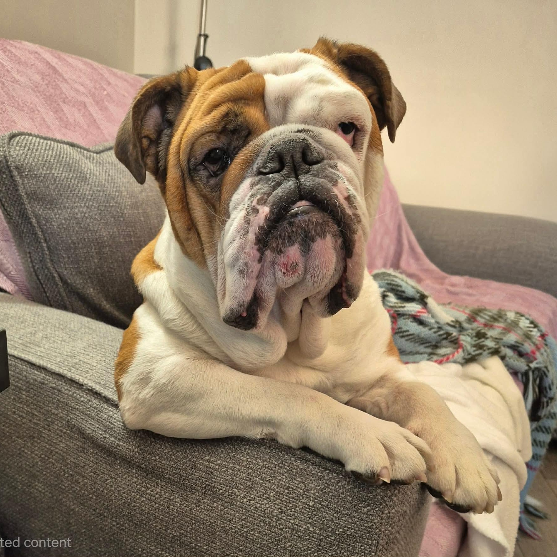 Enlarge Suzy, an adopted English Bulldog in Calgary, AB image 3/3
