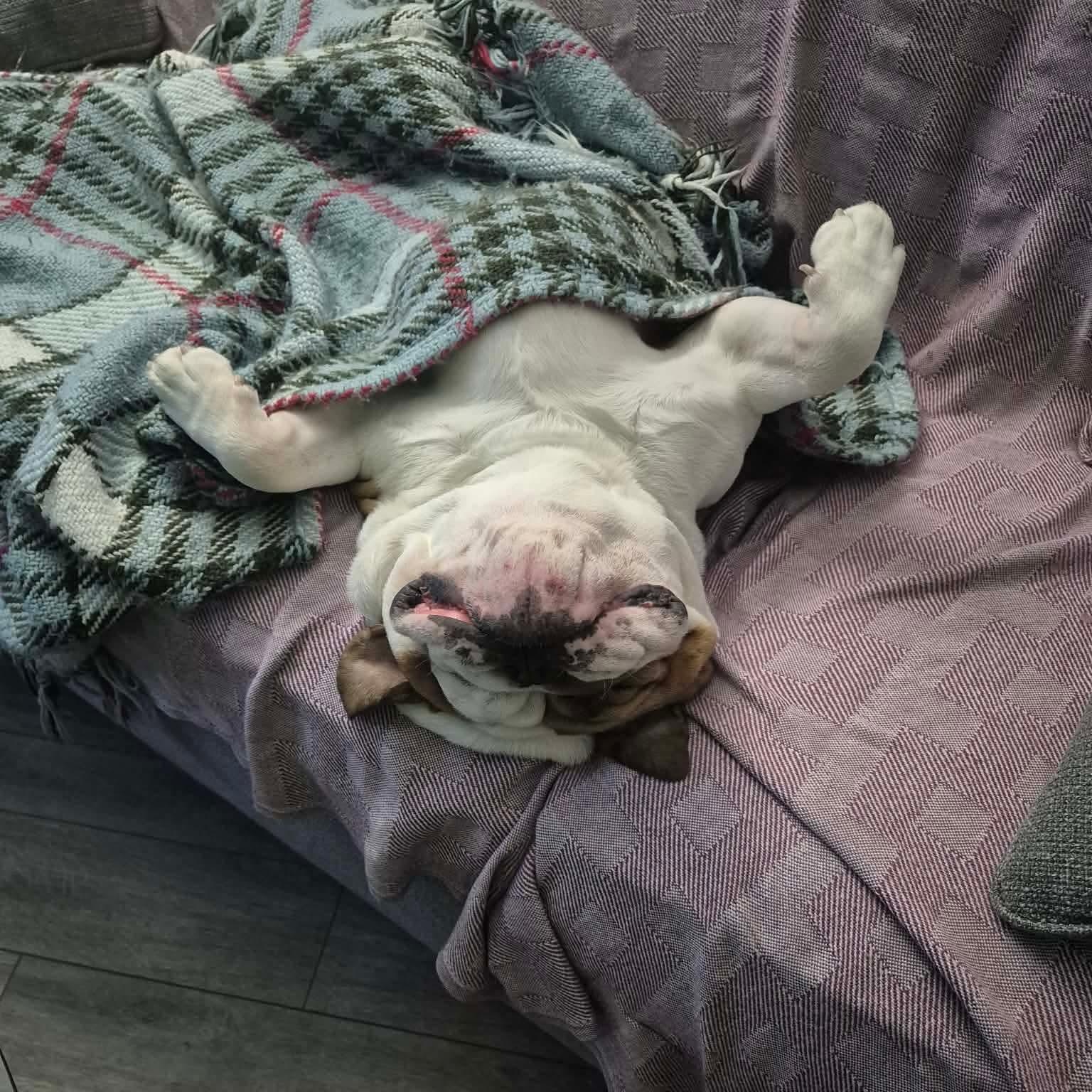 Enlarge Suzy, an adopted English Bulldog in Calgary, AB image 2/3