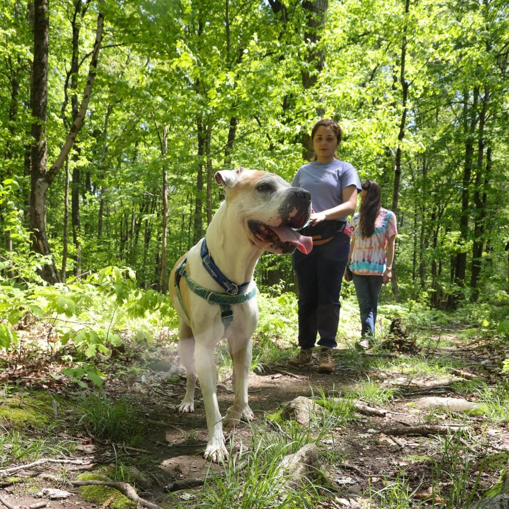 Enlarge Hank, a Adoptable mixed breed in Manchester, CT image 5/6