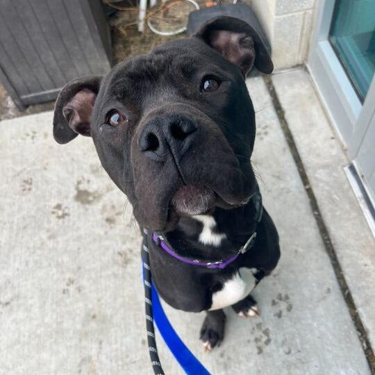 Enlarge Jeffrey, a Adoptable Mixed Breed in Matteson, IL image 1/5