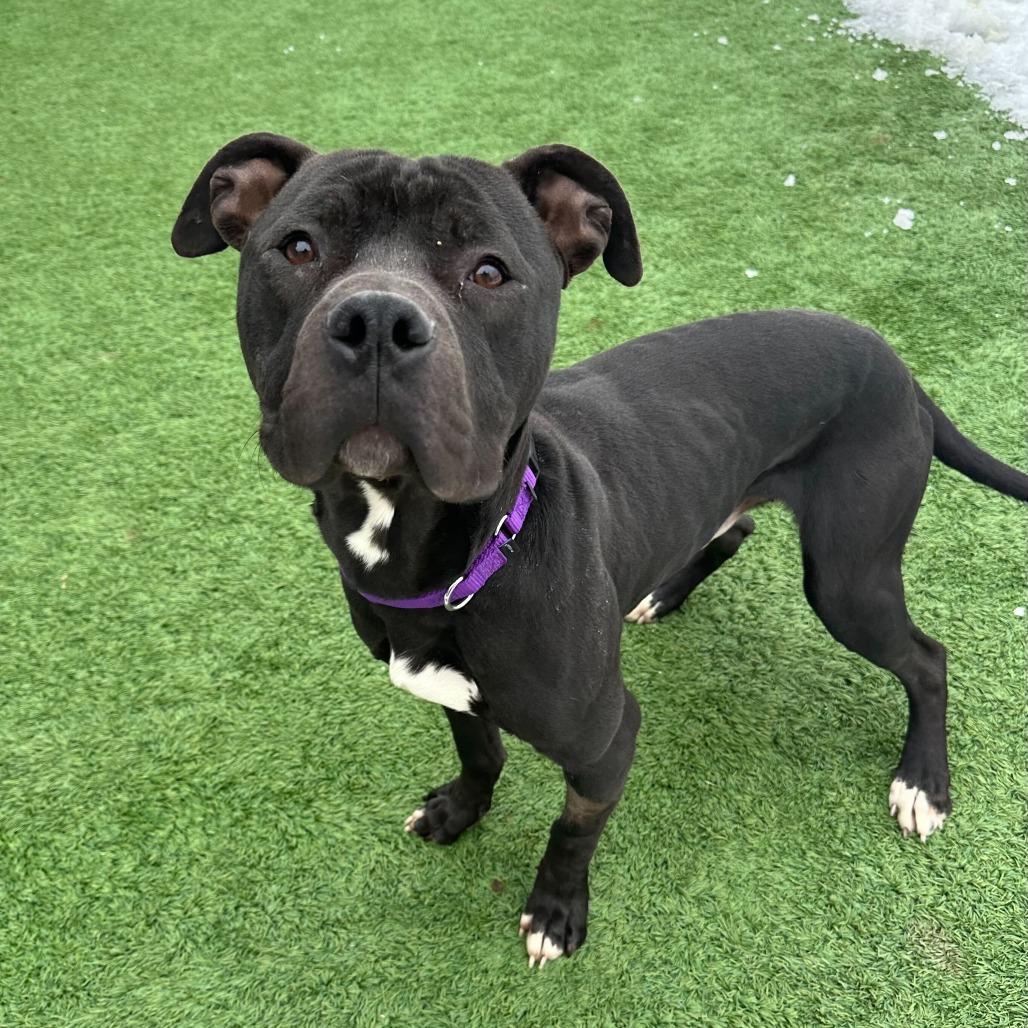 Jeffrey, Adoptable, Adult Male Mixed Breed.