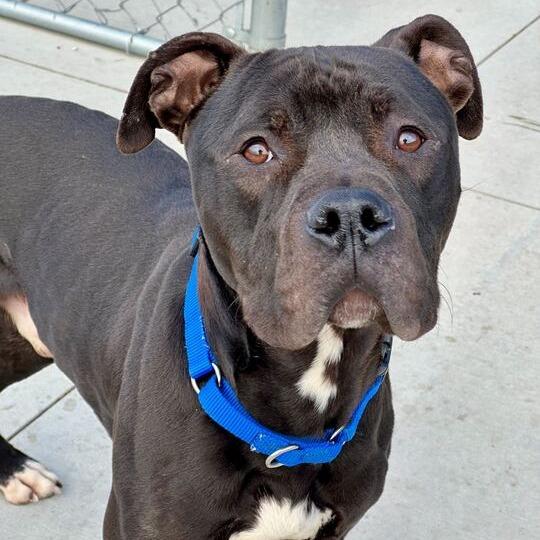 Enlarge Jeffrey, a Adoptable Mixed Breed in Matteson, IL image 3/5