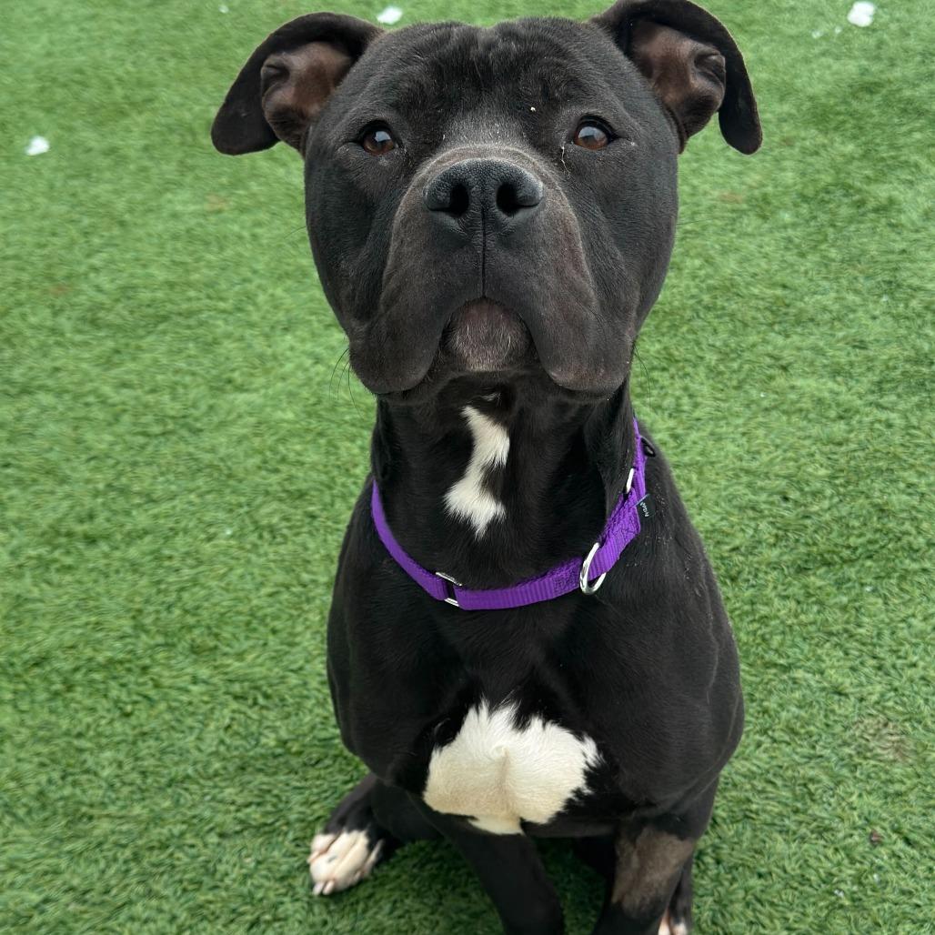 Enlarge Jeffrey, a Adoptable Mixed Breed in Matteson, IL image 5/5