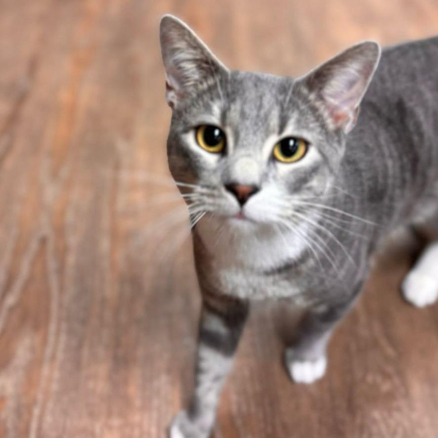 Dusty, Adoptable, Adult Male Domestic Short Hair.