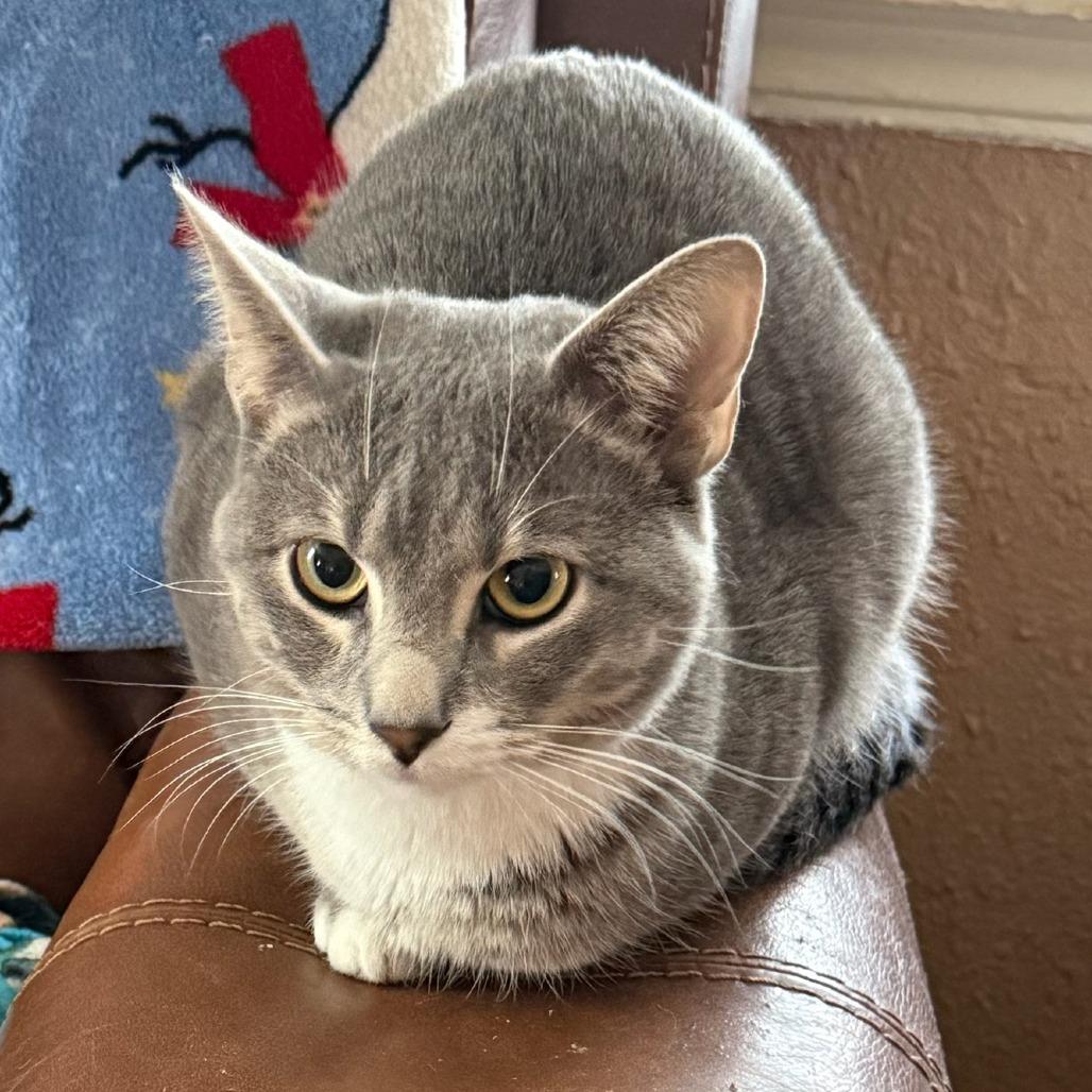 Enlarge Dusty, a Adoptable Domestic Short Hair in Midland, TX image 2/2
