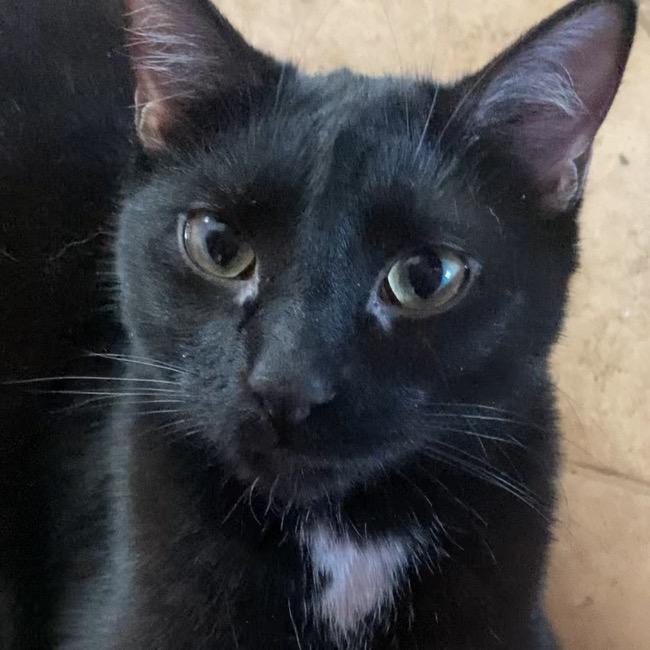 Enlarge Bellatrix, a Adoptable Domestic Medium Hair in Kansas City, MO image 1/1