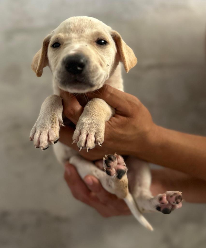 Astro