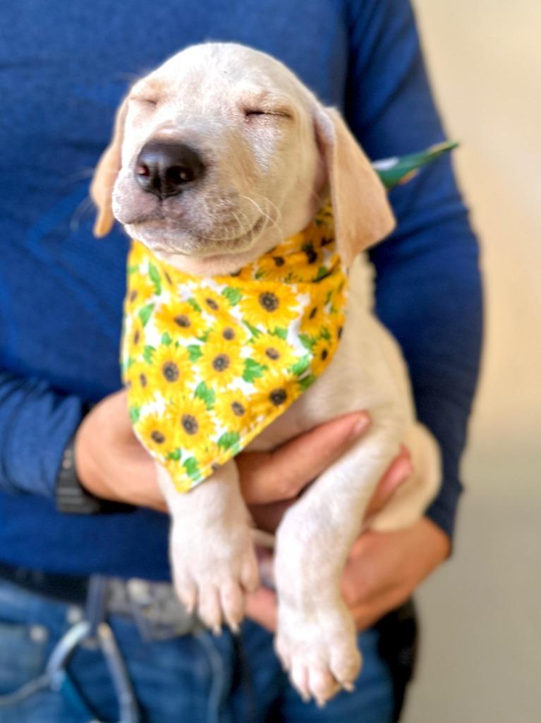 Astro