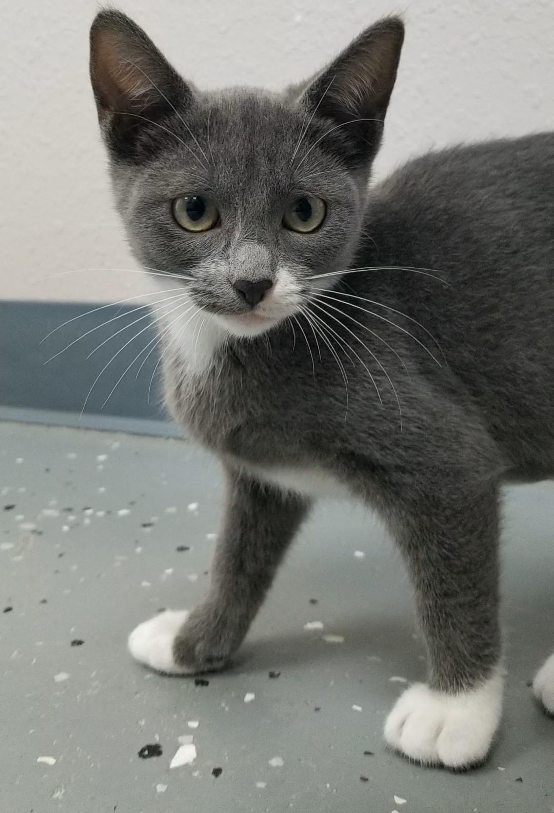 Sidney, a Adoptable Domestic Short Hair in Aransas Pass, TX image 2/2