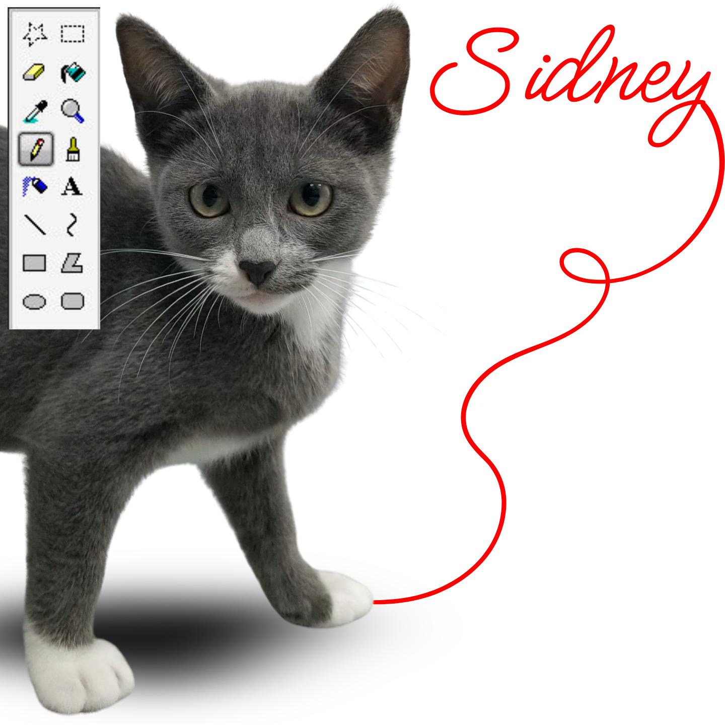 Sidney, Adoptable, Young Female Domestic Short Hair.