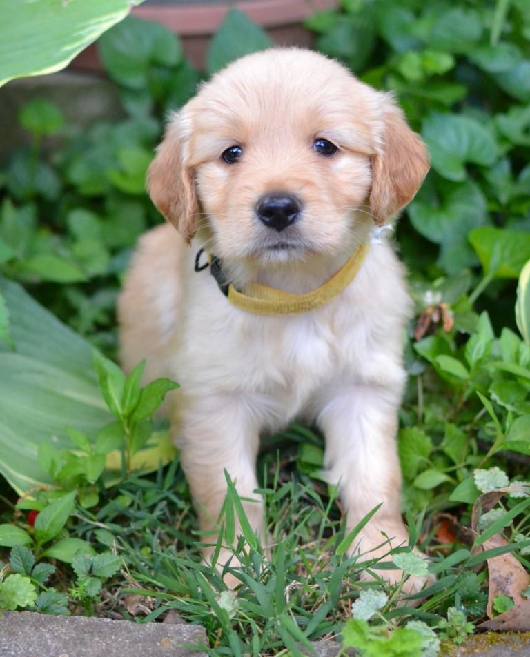Lilly, adopted, Puppy Female Golden Retriever.