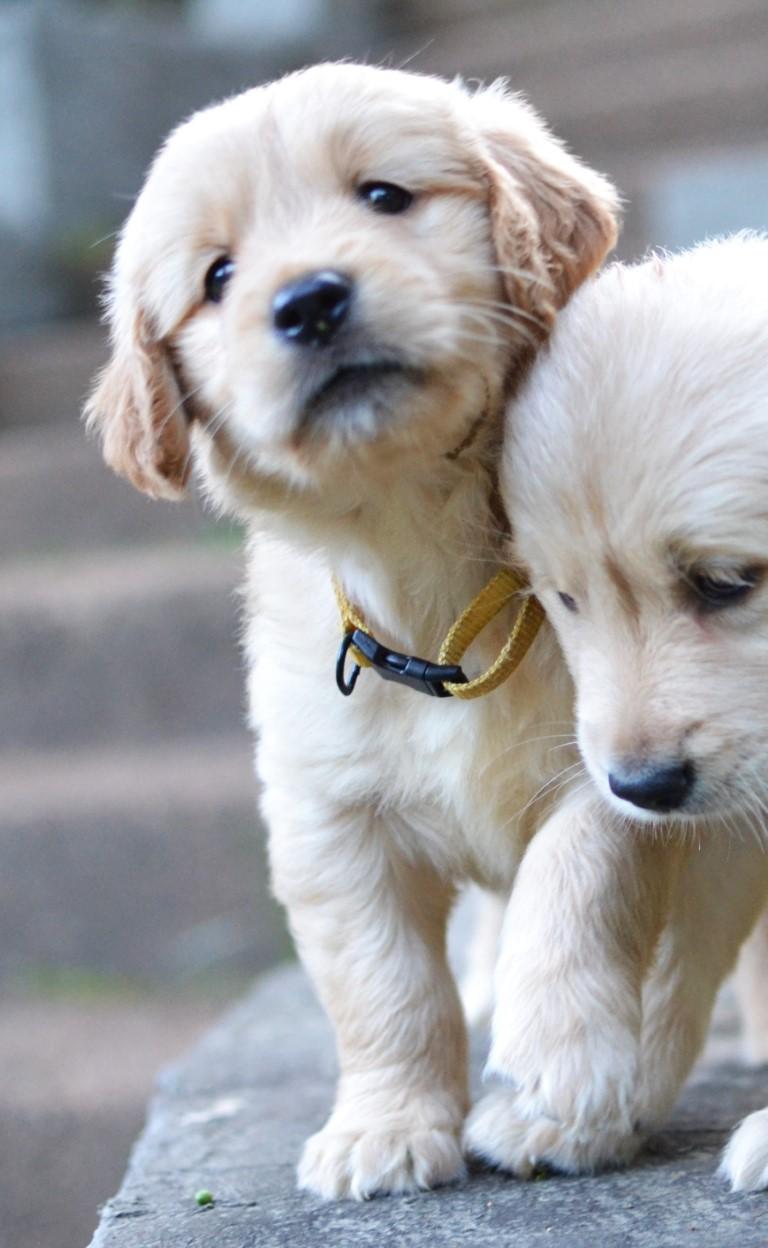 Enlarge Lilly, an adopted Golden Retriever in White Plains, NY image 2/5